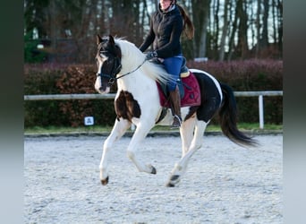 Andalusier, Wallach, 4 Jahre, 153 cm, Schecke