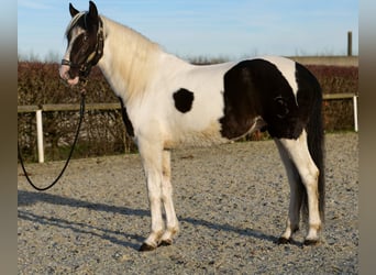 Andalusier, Wallach, 4 Jahre, 153 cm, Schecke