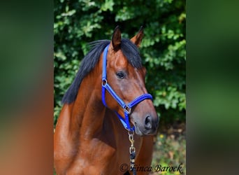 Andalusier, Wallach, 4 Jahre, 154 cm, Brauner