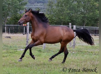 Andalusier, Wallach, 4 Jahre, 154 cm, Brauner