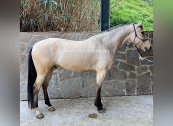 Andalusier, Wallach, 4 Jahre, 154 cm, Falbe