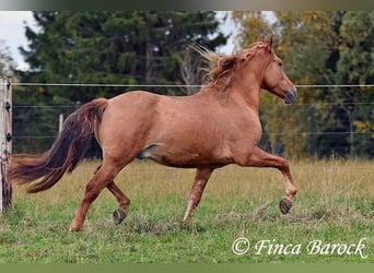 Andalusier, Wallach, 4 Jahre, 154 cm, Fuchs