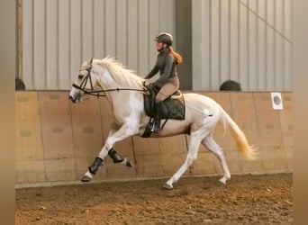 Andalusier, Wallach, 4 Jahre, 154 cm, Schecke