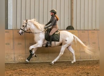 Andalusier, Wallach, 4 Jahre, 154 cm, Schecke
