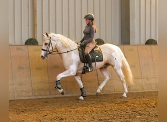 Andalusier, Wallach, 4 Jahre, 154 cm, Schecke