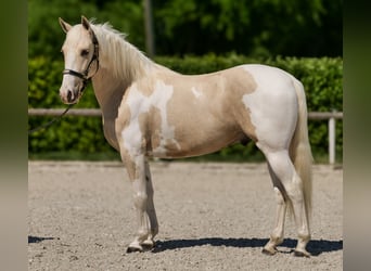 Andalusier, Wallach, 4 Jahre, 154 cm, Schecke