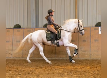 Andalusier, Wallach, 4 Jahre, 154 cm, Schecke