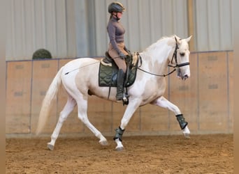 Andalusier, Wallach, 4 Jahre, 154 cm, Schecke