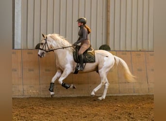 Andalusier, Wallach, 4 Jahre, 154 cm, Schecke