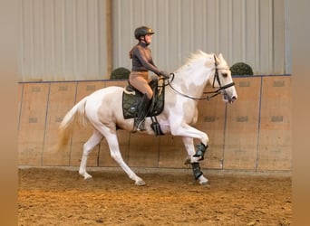 Andalusier, Wallach, 4 Jahre, 154 cm, Schecke