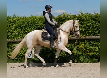 Andalusier, Wallach, 4 Jahre, 154 cm, Schecke