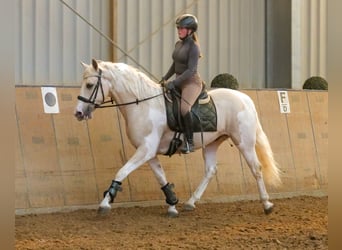 Andalusier, Wallach, 4 Jahre, 154 cm, Schecke