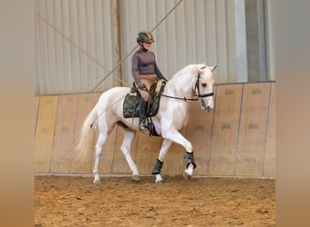 Andalusier, Wallach, 4 Jahre, 154 cm, Schecke