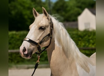 Andalusier, Wallach, 4 Jahre, 154 cm, Schecke
