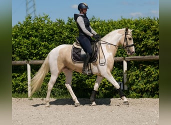 Andalusier, Wallach, 4 Jahre, 154 cm, Schecke