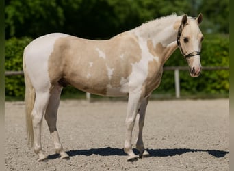 Andalusier, Wallach, 4 Jahre, 154 cm, Schecke