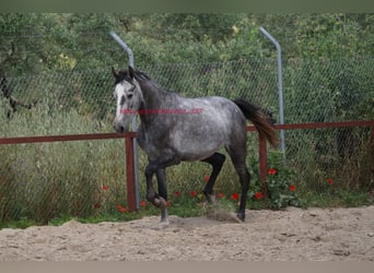 Andalusier, Wallach, 4 Jahre, 154 cm, Schimmel