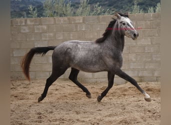 Andalusier, Wallach, 4 Jahre, 154 cm, Schimmel