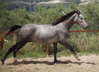 Andalusier, Wallach, 4 Jahre, 154 cm, Schimmel