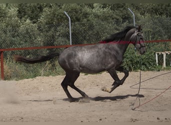 Andalusier, Wallach, 4 Jahre, 154 cm, Schimmel