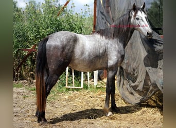 Andalusier, Wallach, 4 Jahre, 154 cm, Schimmel
