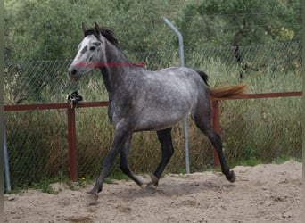 Andalusier, Wallach, 4 Jahre, 154 cm, Schimmel