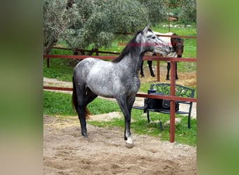 Andalusier, Wallach, 4 Jahre, 154 cm, Schimmel