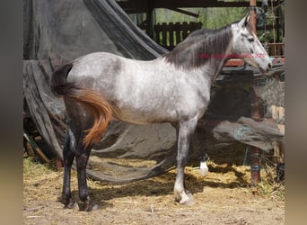 Andalusier, Wallach, 4 Jahre, 154 cm, Schimmel