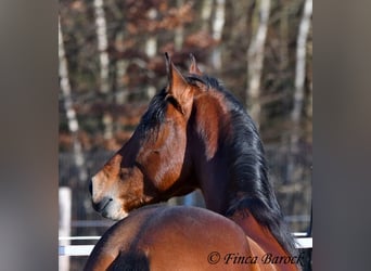 Andalusier, Wallach, 4 Jahre, 155 cm, Brauner