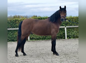 Andalusier, Wallach, 4 Jahre, 155 cm, Brauner