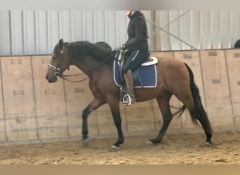 Andalusier, Wallach, 4 Jahre, 155 cm, Brauner