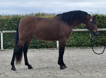 Andalusier, Wallach, 4 Jahre, 155 cm, Brauner