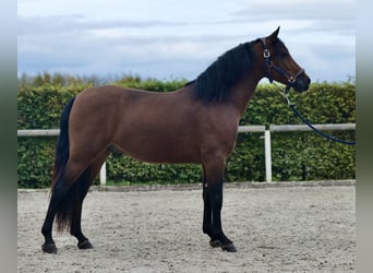 Andalusier, Wallach, 4 Jahre, 155 cm, Brauner