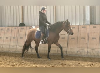 Andalusier, Wallach, 4 Jahre, 155 cm, Brauner