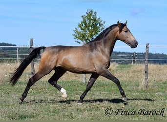 Andalusier, Wallach, 4 Jahre, 155 cm, Buckskin