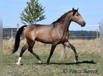 Andalusier, Wallach, 4 Jahre, 155 cm, Buckskin