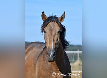 Andalusier, Wallach, 4 Jahre, 155 cm, Buckskin