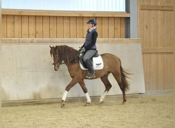 Andalusier, Wallach, 4 Jahre, 155 cm, Fuchs