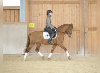 Andalusier, Wallach, 4 Jahre, 155 cm, Fuchs