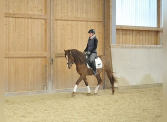 Andalusier, Wallach, 4 Jahre, 155 cm, Fuchs