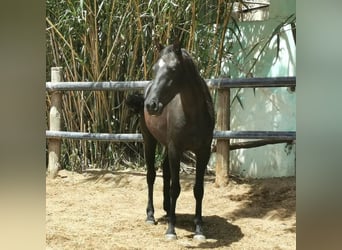 Andalusier, Wallach, 4 Jahre, 155 cm, Rappe