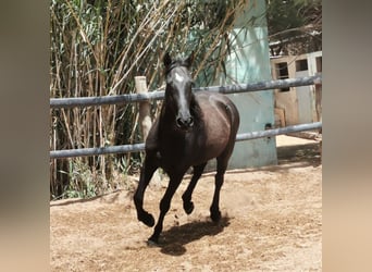 Andalusier, Wallach, 4 Jahre, 155 cm, Rappe