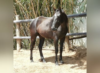 Andalusier, Wallach, 4 Jahre, 155 cm, Rappe