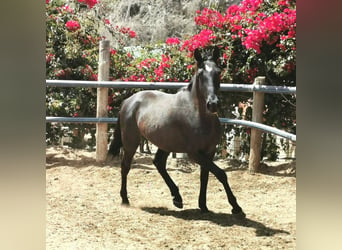 Andalusier, Wallach, 4 Jahre, 155 cm, Rappe