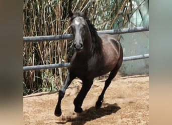 Andalusier, Wallach, 4 Jahre, 155 cm, Rappe