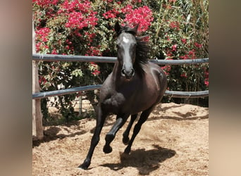 Andalusier, Wallach, 4 Jahre, 155 cm, Rappe