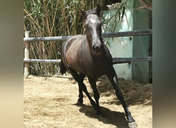 Andalusier, Wallach, 4 Jahre, 155 cm, Rappe