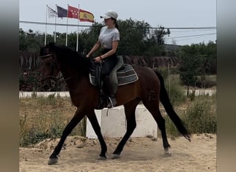 Andalusier, Wallach, 4 Jahre, 155 cm, Rotbrauner