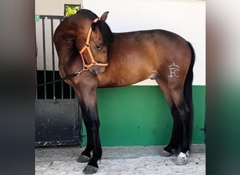 Andalusier, Wallach, 4 Jahre, 155 cm, Rotbrauner