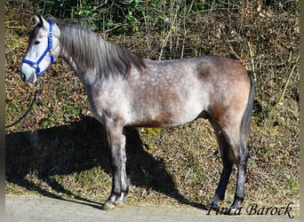 Andalusier, Wallach, 4 Jahre, 155 cm, Schimmel